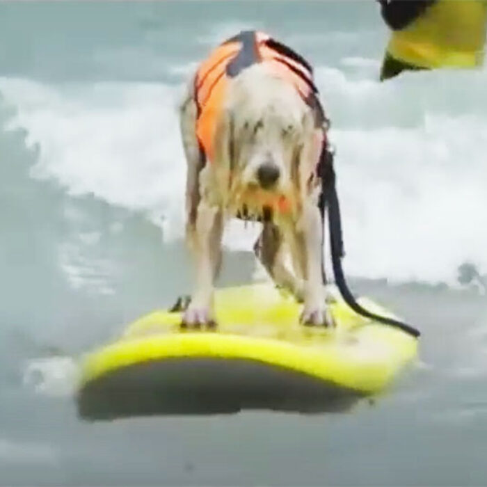 schnauzer dog surfing