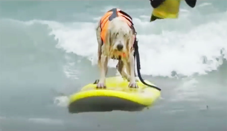dog surfing