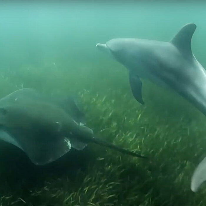 dolphins use stingrays to hunt