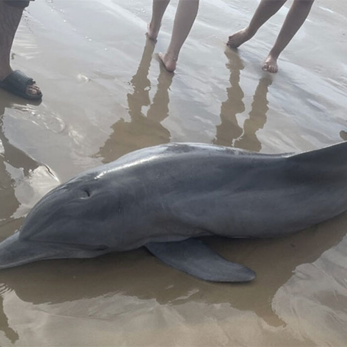 stranded dolphin in texas