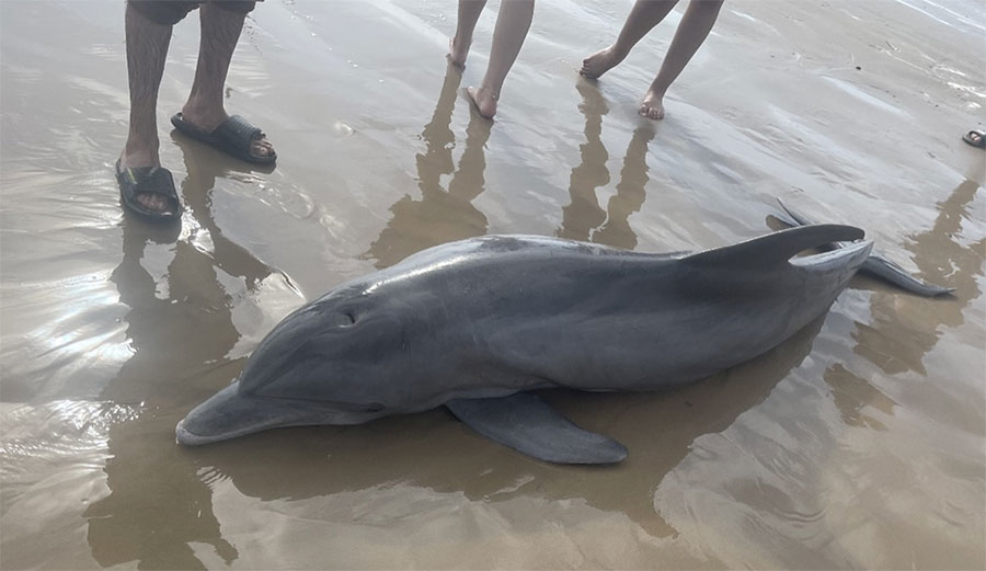 stranded dolphin in texas