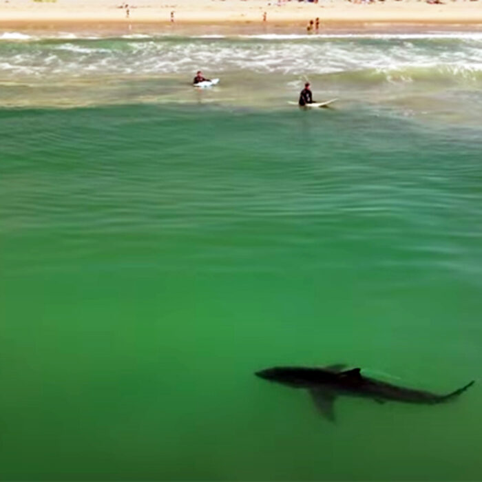 Drone Gives Incredible View of Great White Shark Checking Out Surfers in Southern California