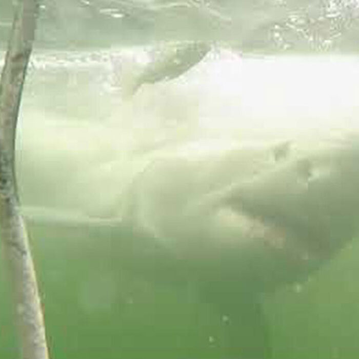 great white shark in South Africa