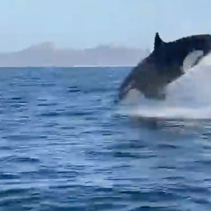 Mark Healey films orcas hunting dolphins