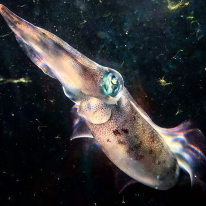 researchers find squid changing colors