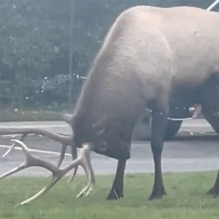 bull elk self-anointing
