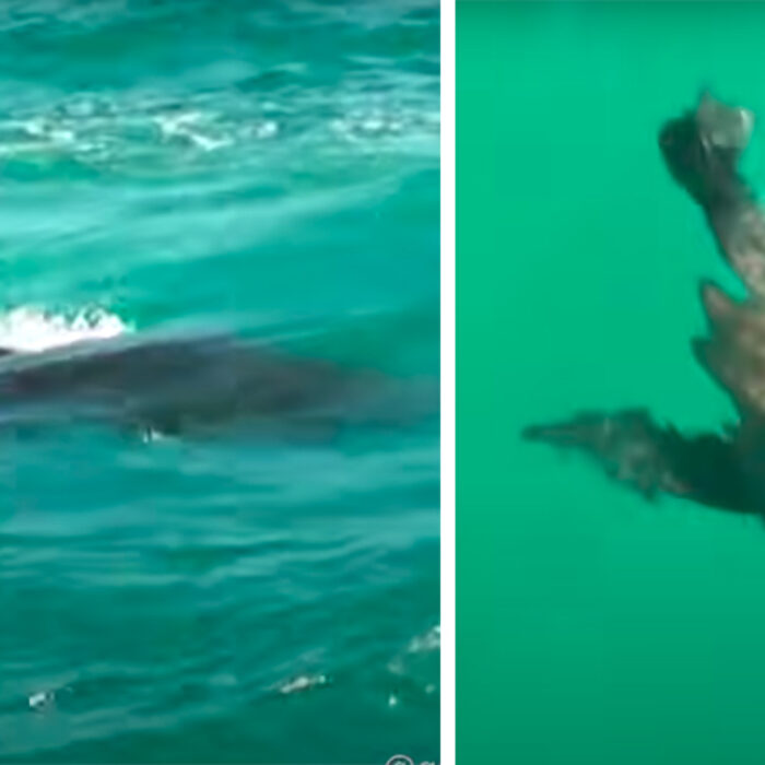 Great White Shark Chasing Down Seal Gives Spectators Ultimate Biology Lesson