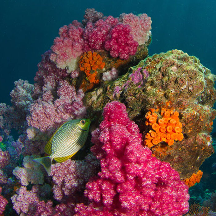 coral reefs in Ko Lipe, Thailand