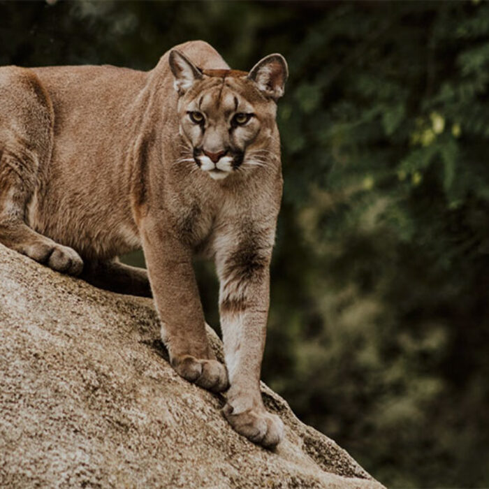 cougar attack in Washington State