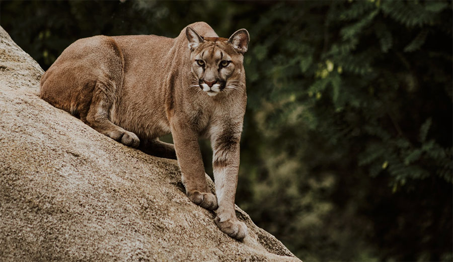 cougar attack in Washington State