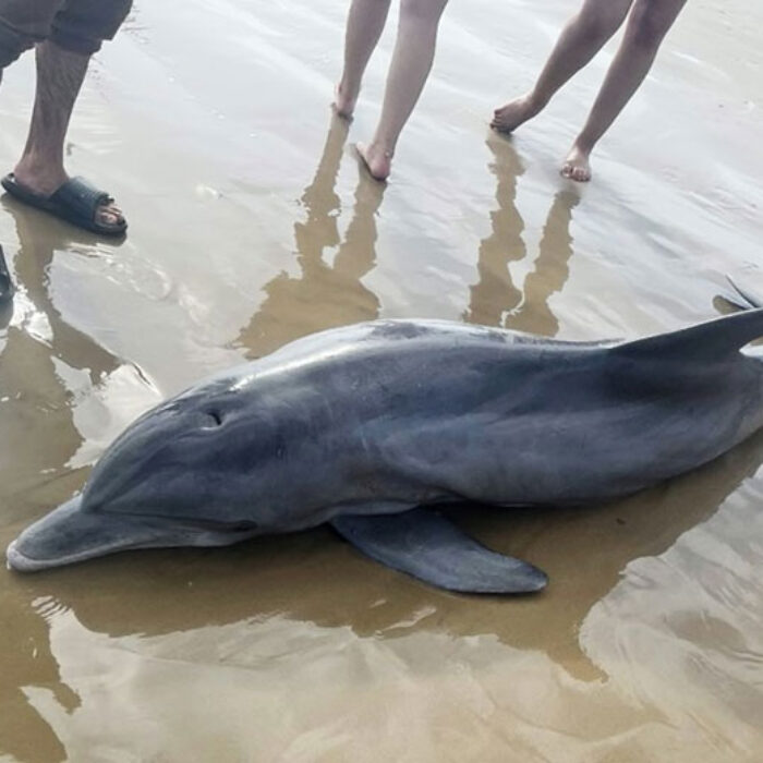 dead dolphin on Texas Beach
