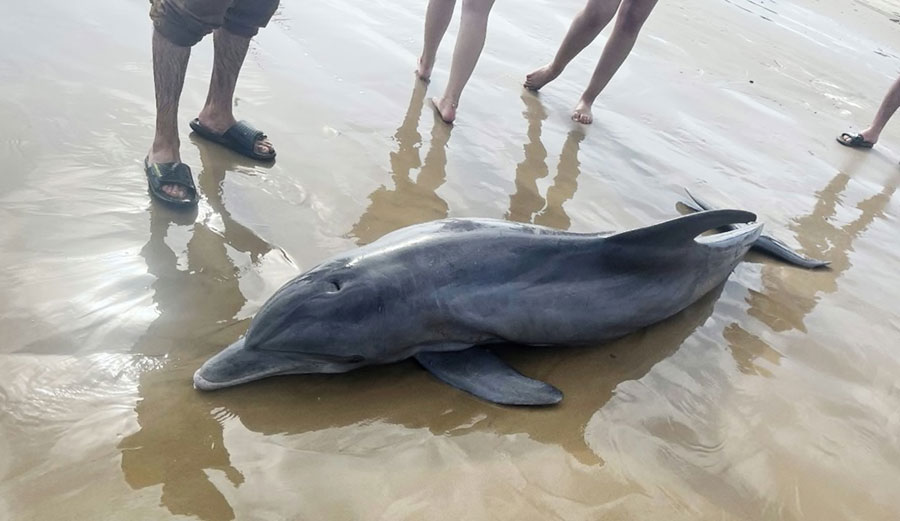dead dolphin on Texas Beach