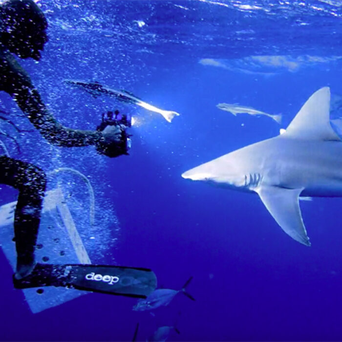 Tredd Smith's Gorgeous Shark-Diving Documentary Won the Film and Photo Challeng's Short Film Category