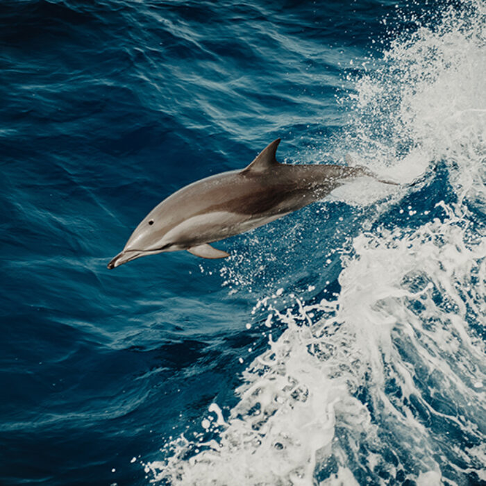 Why Dolphins Are the Best Behaved Surfers and What We Can Learn From Them In the Lineup