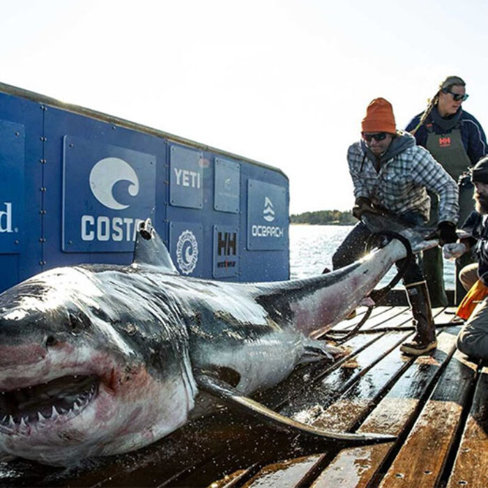 Great white shark Ironbound