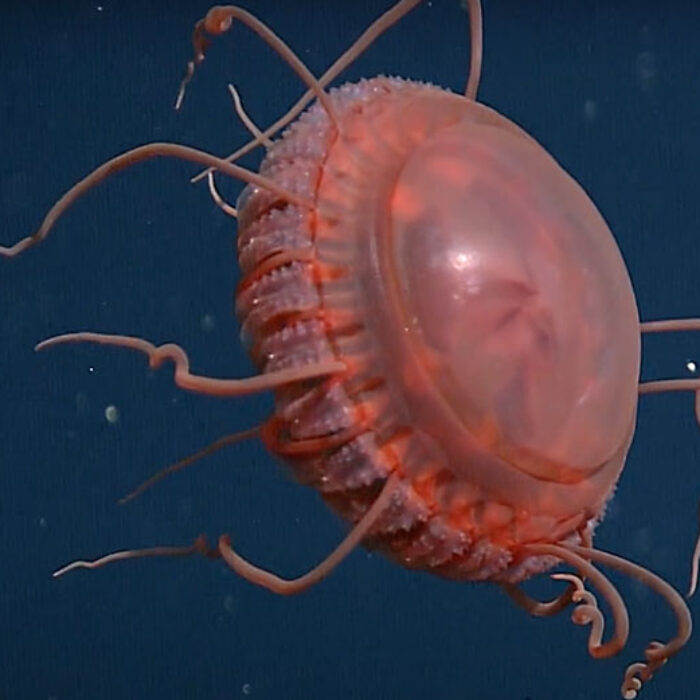 new jellyfish species