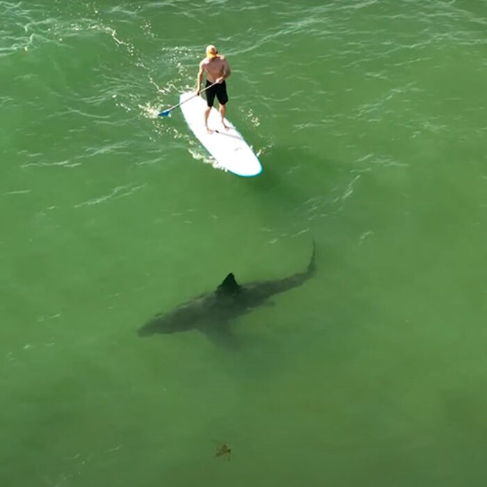 paddleboarder and great white shark