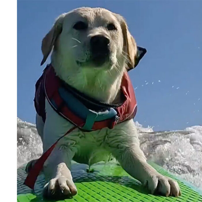 rosie the surfing dog