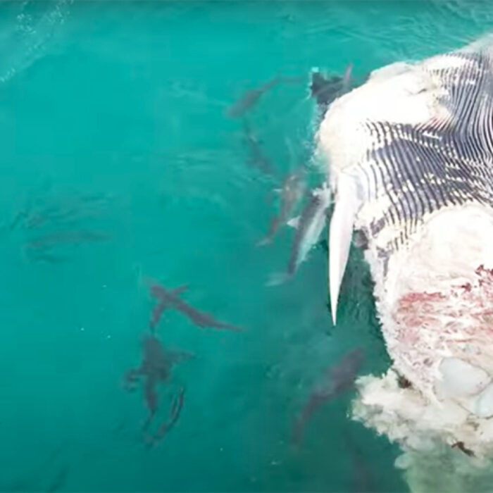 Drone Captures Wild Footage of Shark Feeding Frenzy on Whale Carcass in Western Australia