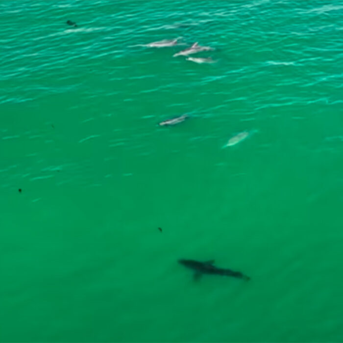 Drone Footage Gives Eye-Opening View of Dolphins and Great Whites Interacting
