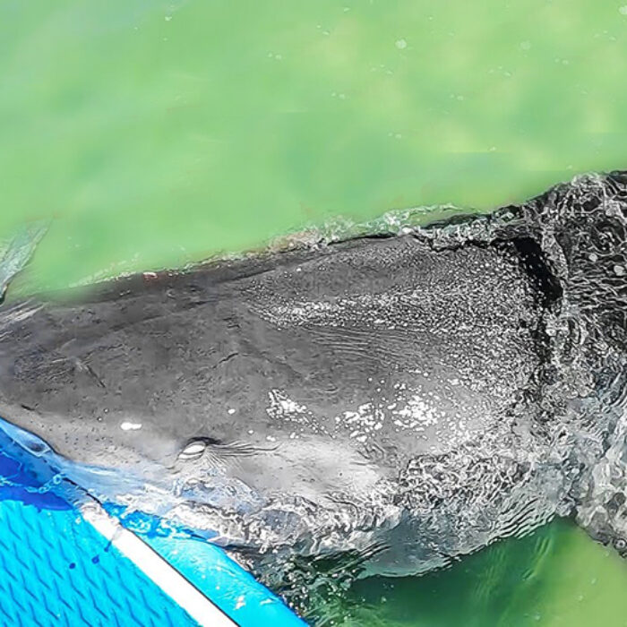 Watch This Tiger Shark Take Out a Stand-Up Paddler After Chasing a Sea Turtle