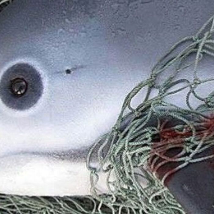 vaquita porpoise in net