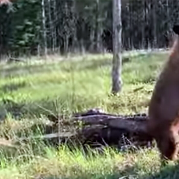 Here's One Moment When Bear Spray Actually Worked