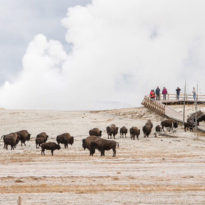 bison at Yellowstone National Park