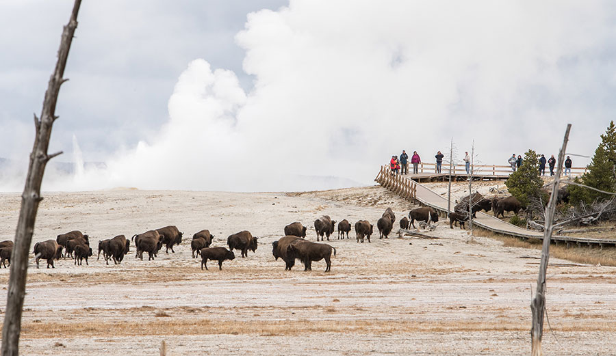 bison at Yellowstone National Park