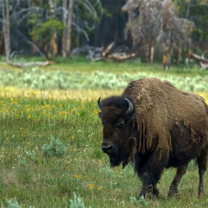 bison at Yellowstone