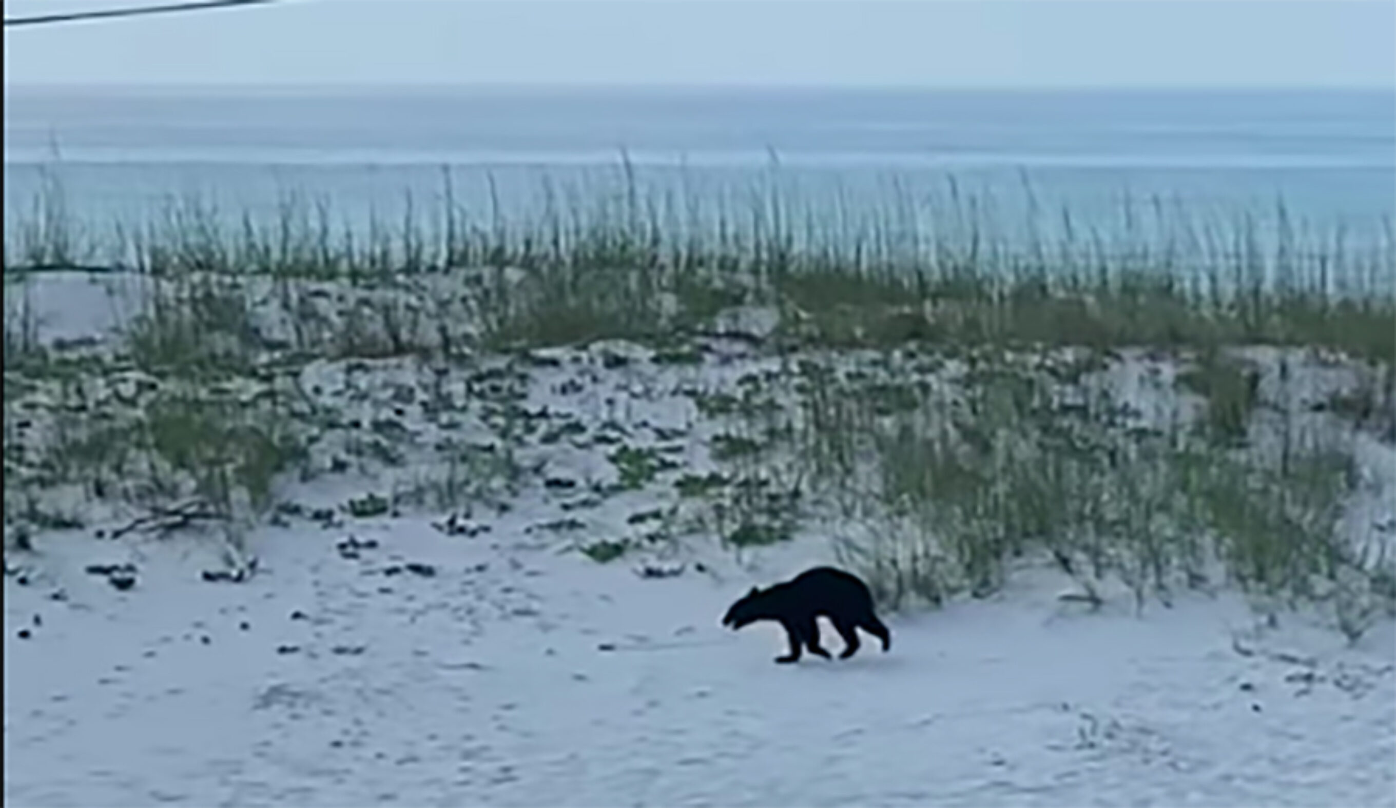Watch This Black Bear Trot Across a Florida Beach