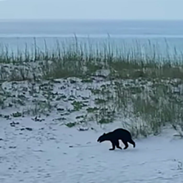 Watch This Black Bear Trot Across a Florida Beach