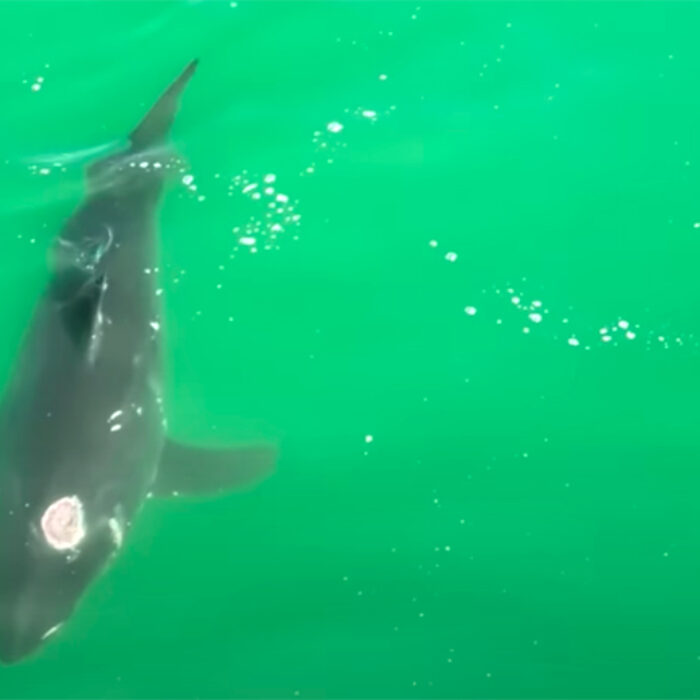 Drone Pilot Ask This Question: Did This Great White Shark Suffer a Gunshot Wound?