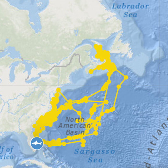 great white shark Breton tracking path