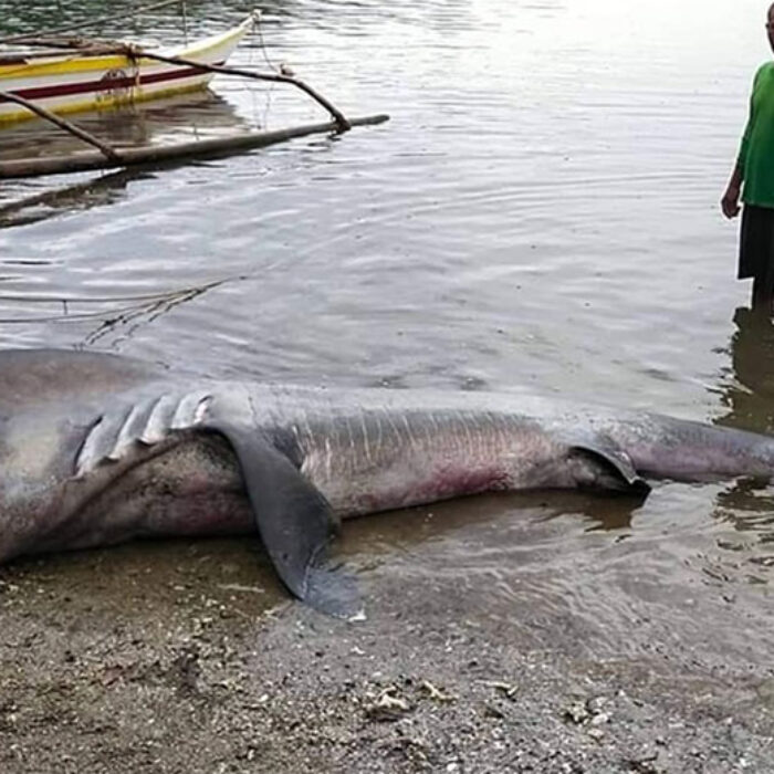 megamouth shark