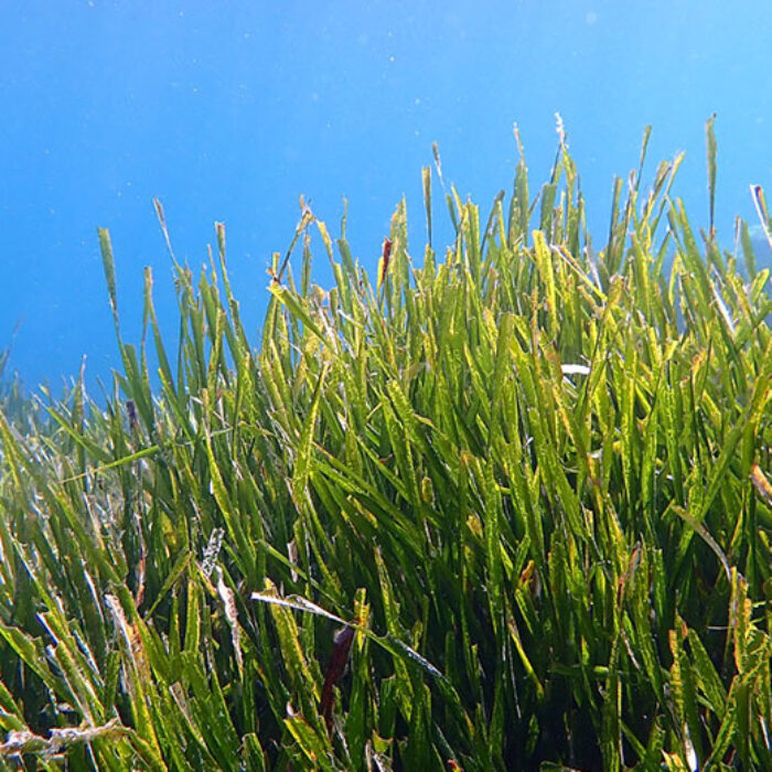 world's largest plant in western Australia