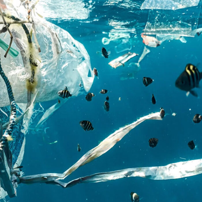 UN says we're in ocean emergency