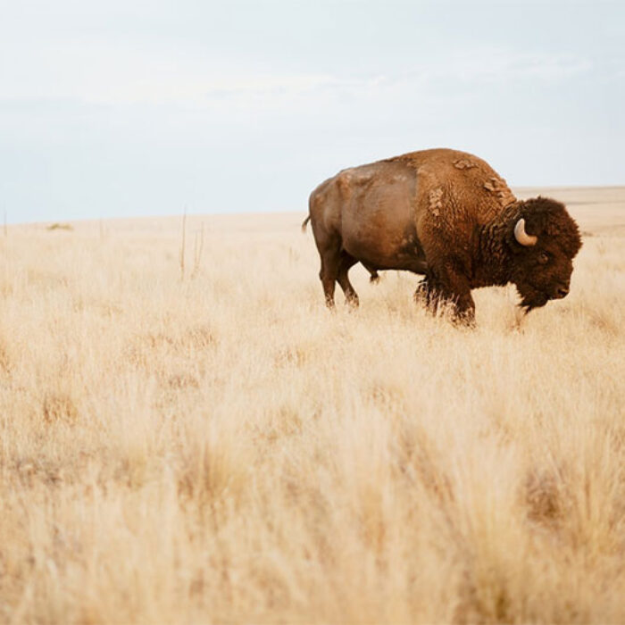 bison in field