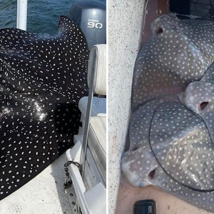 spotted eagle ray in boat