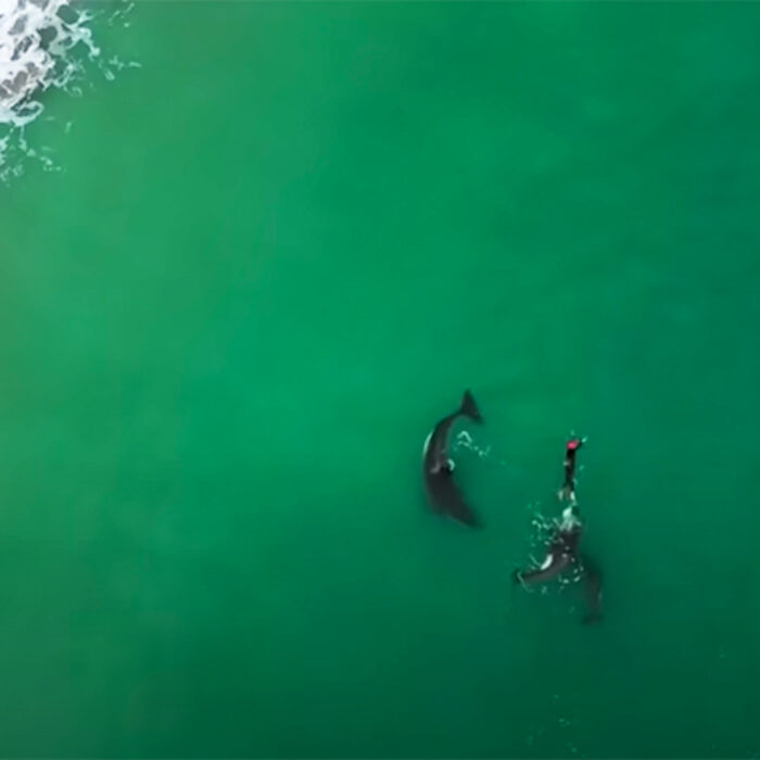 Drone Footage Captures Orcas Playing With Swimmer