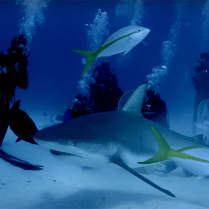 poopies shark attack shark week