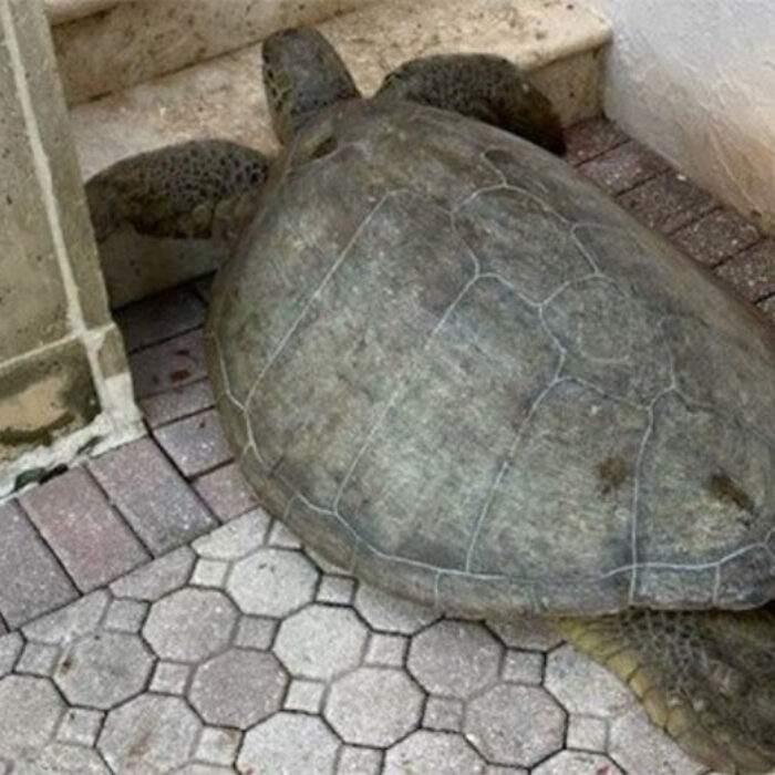 sea turtle on patio