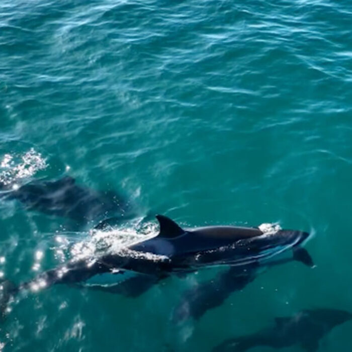 killer whales drown dolphin