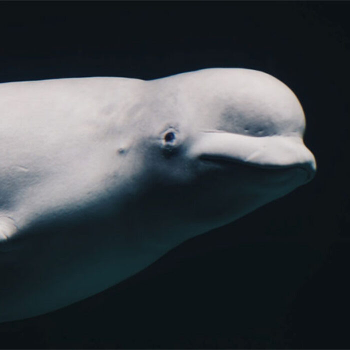 beluga whale