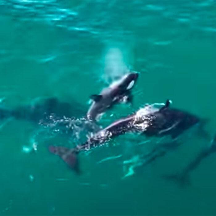 Intense Drone Footage Shows Orcas Capturing Dolphin in the Sea of Cortez