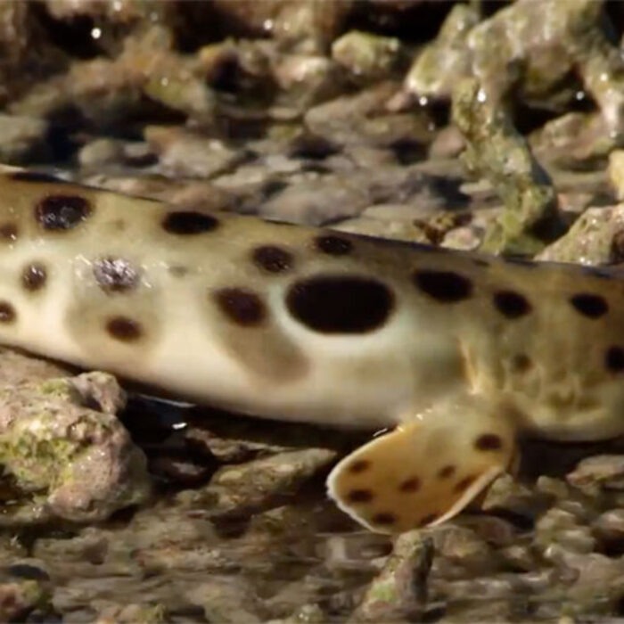 epaulet shark walking on land