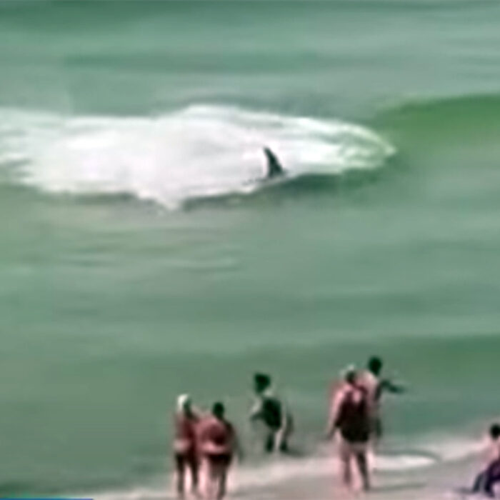 Yes, Sharks Sprint: Hammerhead Gives Beachgoers Biology Lesson Just Feet From Shore