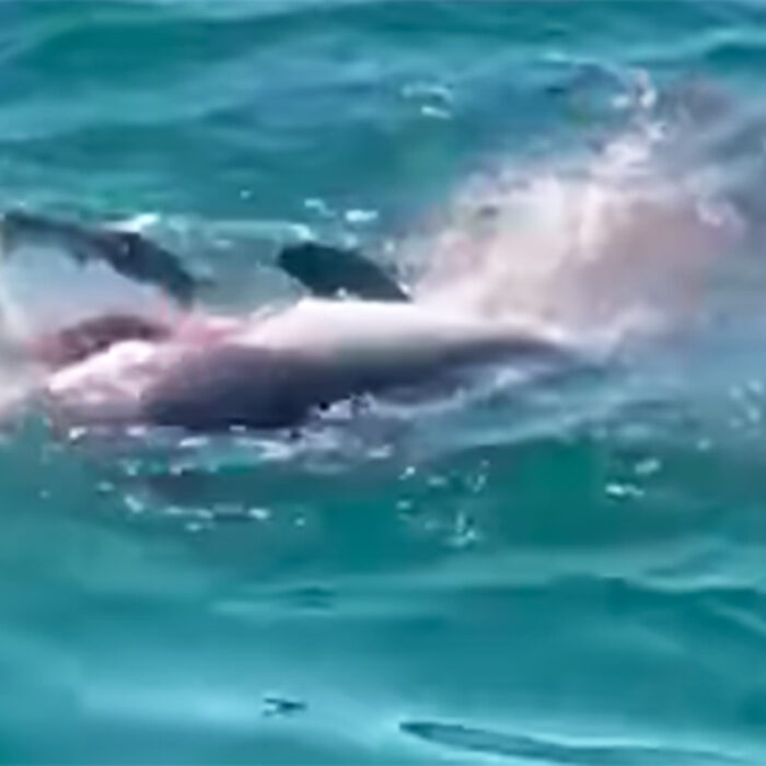 Great White Shark Eating Harbor Porpoise Gives Family Free Biology Lesson