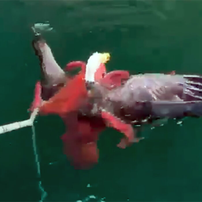 Watch This Crew Save a Bald Eagle From the Clutches of an Octopus