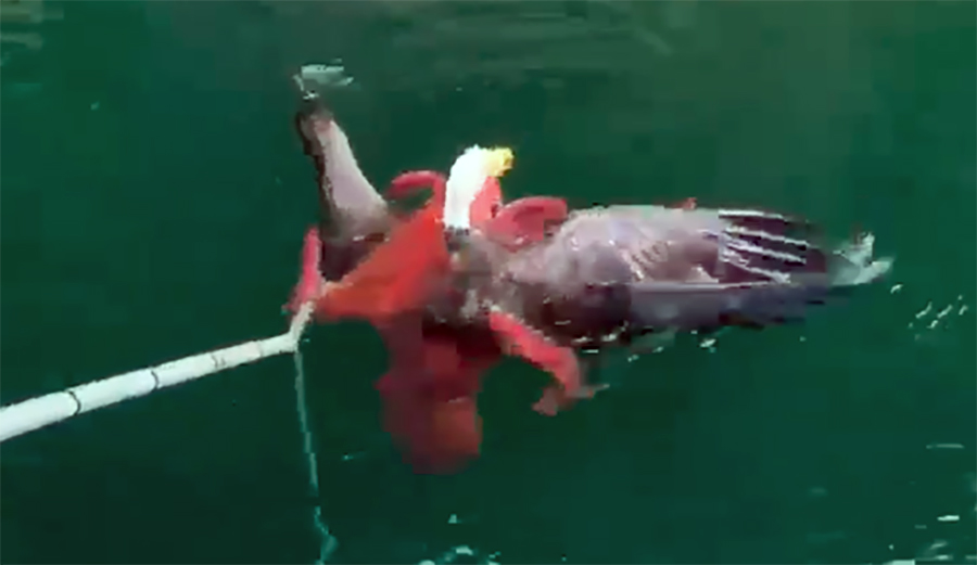 Octopus Rowing Watch This Crew Save a Bald Eagle From the Clutches of an Octopus | The ...